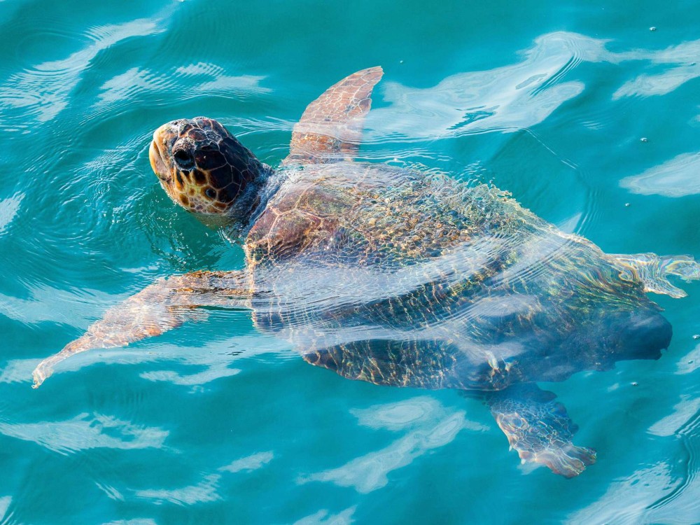 picture from activity 6-Hour Yacht Cruise around Zakynthos
