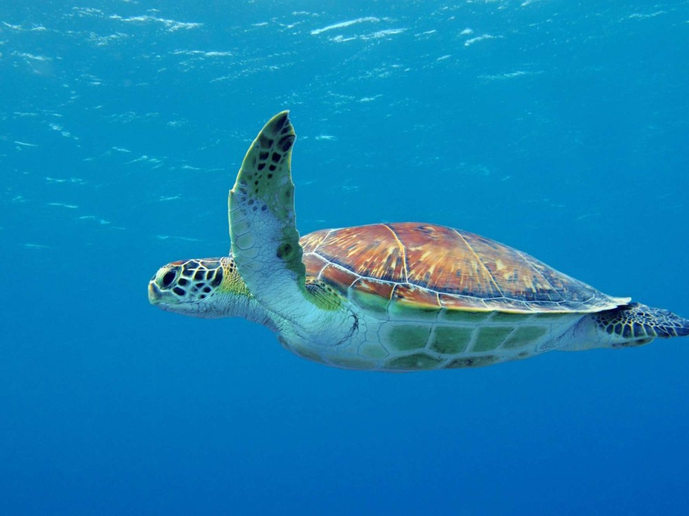 picture from activity 6-Hour Dreamy Getaway Cruise to Marathonisi Island & the Keri Caves